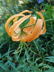 Lilium henryi