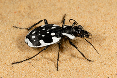 Graphipterus serrator