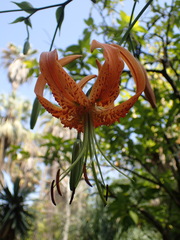 Lilium henryi