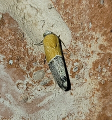 Ponometia clausula