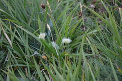 Allium denudatum