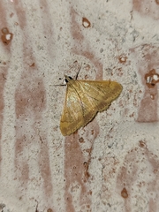 Pyrausta pseudonythesalis
