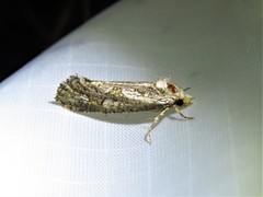 Acrolophus variabilis