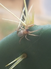 Cheiracanthium inclusum