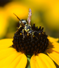 Stenodynerus anormis