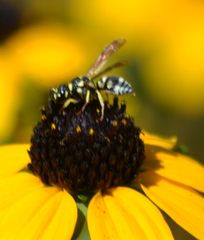 Stenodynerus anormis