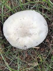 Agaricus didymus