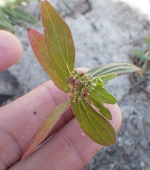 Euphorbia hirta image