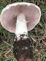 Agaricus didymus