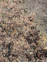 Alnus lusitanica
