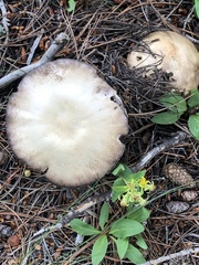 Agaricus didymus