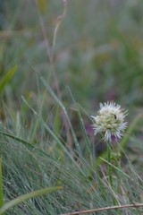 Allium denudatum