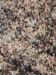 Alnus lusitanica