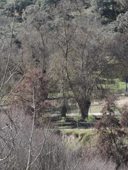 Alnus lusitanica