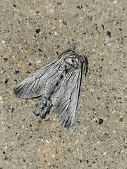 Inguromorpha itzalana