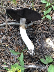 Agaricus didymus