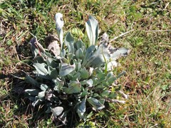 Cynoglossum cheirifolium
