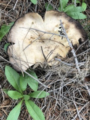 Agaricus didymus