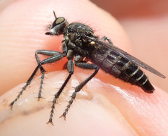 Lasiopogon