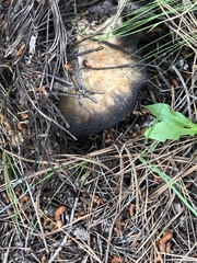 Agaricus didymus