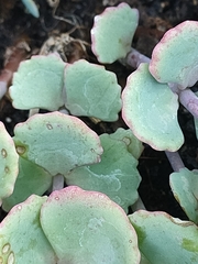 Hylotelephium sieboldii