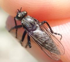 Lasiopogon