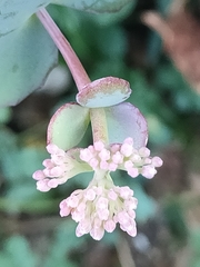 Hylotelephium sieboldii