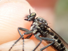 Lasiopogon