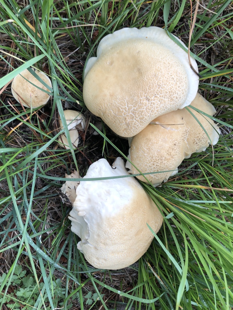 Leucopaxillus paradoxus from Apache-Sitgreaves National Forests, Greer ...