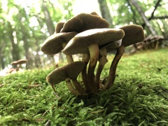 Hypholoma