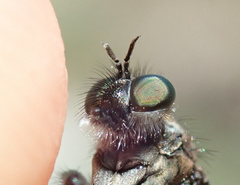 Lasiopogon