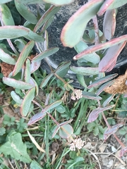 Hylotelephium sieboldii