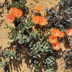 Cephalophyllum niveum