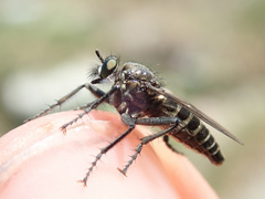 Lasiopogon