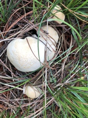 Leucopaxillus paradoxus