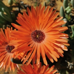 Cephalophyllum niveum