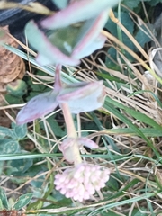 Hylotelephium sieboldii