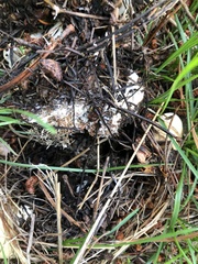 Leucopaxillus paradoxus