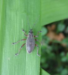 Sciobius