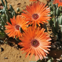 Cephalophyllum niveum