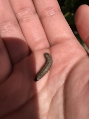 Lepidoptera