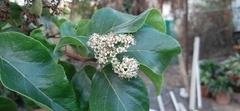 Ehretia latifolia
