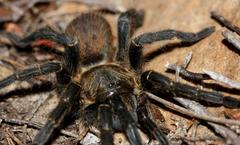 Harpactira chrysogaster