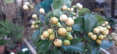 Ehretia latifolia