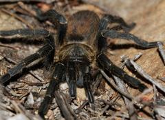 Harpactira chrysogaster
