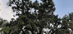 Ehretia latifolia
