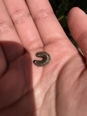 Lepidoptera