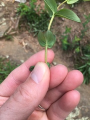 Hypericum pseudomaculatum