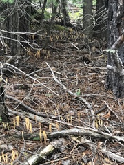 Clavariadelphus sachalinensis