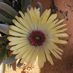 Cephalophyllum tricolorum
